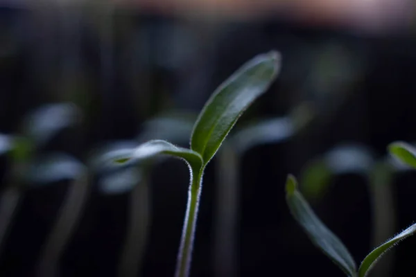 Sementes de tomate germinadas. cultivar mudas para a horta. fase de primavera da agricultura — Fotografia de Stock