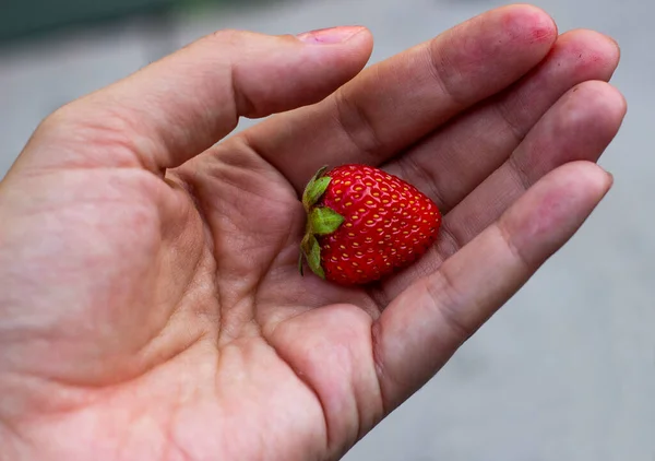 On the palm of your hand lies a small strawberry berry. hands in the juice of berries — Stock Photo, Image