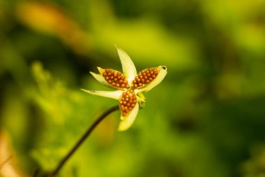 İçinde hanım evladı tohumları olan bir kutu açıldı. Doğadaki güzellik