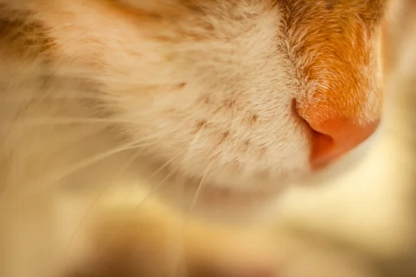 Hocico blanco de un gato rojo. nariz de animal. — Foto de Stock