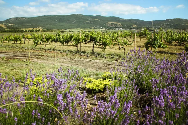 Prachtig uitzicht op de wijngaarden en de bergen van de Krim en bloeiende lavendel. prachtig landschap van bergen en druiven en lavendel — Stockfoto