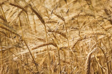 Sahada sararmış olgunlaşan tahıl çivileri ile buğday tarlası,
