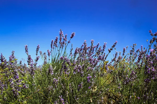 O Campo de Lavanda no verão. Aromaterapia e Natureza Cosméticos em Crimea — Fotografia de Stock