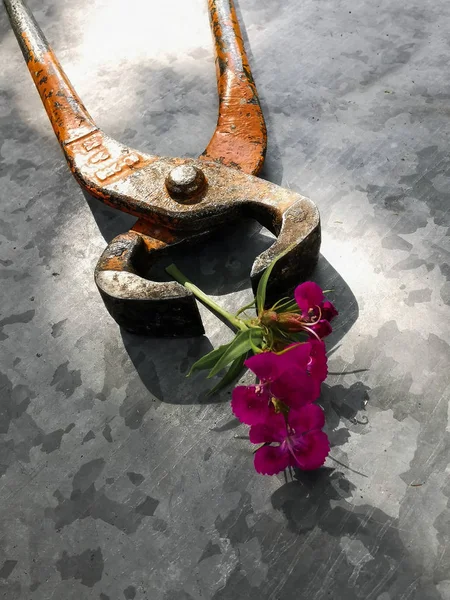 pençe çekiç, pliers ve bir çiçek. Çiçeklerle metal arka planda farklı araçlar kümesi