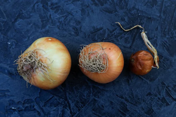 Três cebolas frescas em madeira escura rústica — Fotografia de Stock