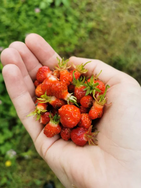 Fresh strawberries picked in the palm of your hand — Stock Photo, Image