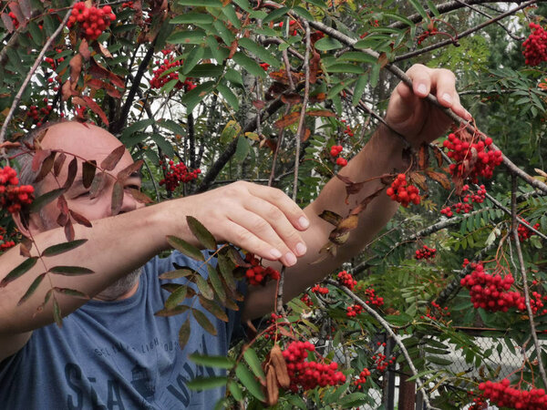 Saint Petersburg, Russia - 09.2019: man collecting red mountain ash in the country. branches of a beautiful ripe Rowan