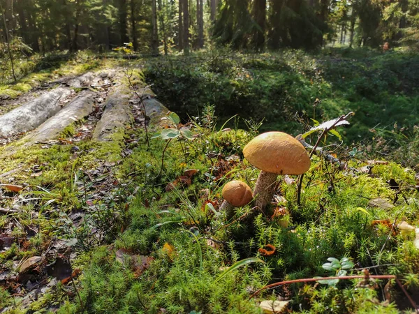 Turuncu kapak lı boletus. Ormanda yenilebilir mantar mahsulü. Genç bir bolet, ormanda yetişir, kırmızı kaputlu bir mantar ve beyaz bir ayak.