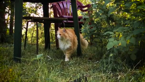Chat dans l'herbe verte. Belle chat rouge marcher lentement dans les rayons de soleil d'été en plein air 