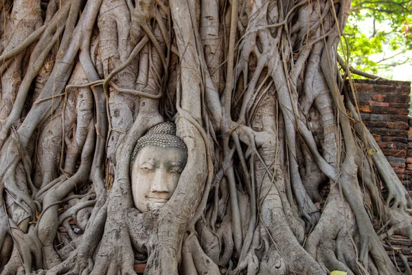 Vedoucí Buddhy Wat Mahata Ayutthaya Thajsko — Stock fotografie