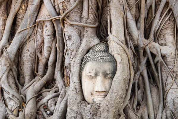 Bir Buddha Başkanı Wat Mahata Ayutthaya Tayland — Stok fotoğraf