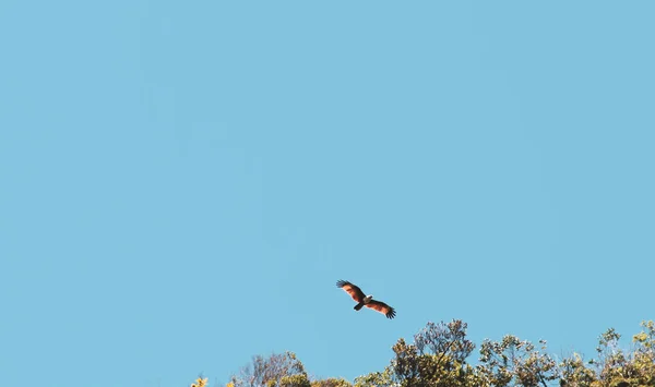 Rödhök Flyger Över Himlen — Stockfoto