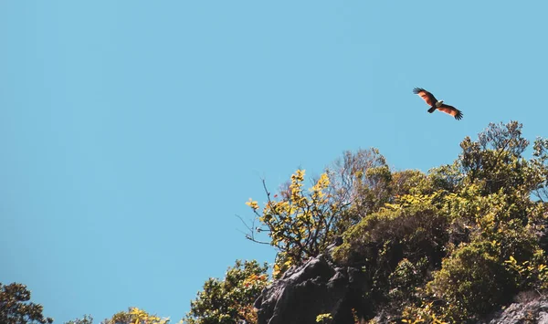 Halcón Rojo Volando Sobre Cielo — Foto de Stock