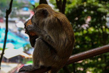 Monkey in Galtaji Monkey Temple içinde Jaipur City, Hindistan
