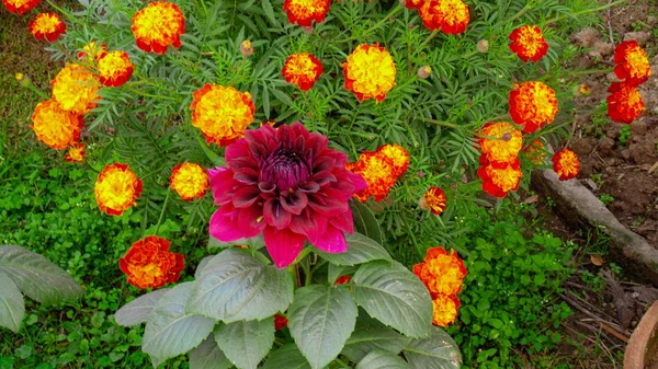 Coloridas Flores Loto Templo Del Loto Delhi India —  Fotos de Stock