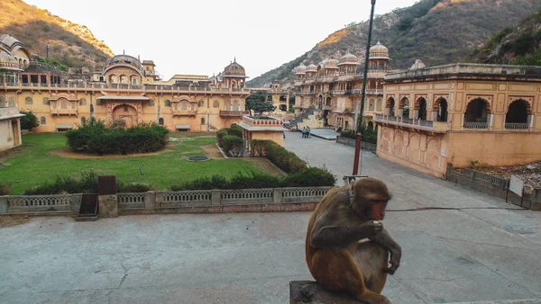 Monkey in Galtaji monkey Temple in Jaipur city, India