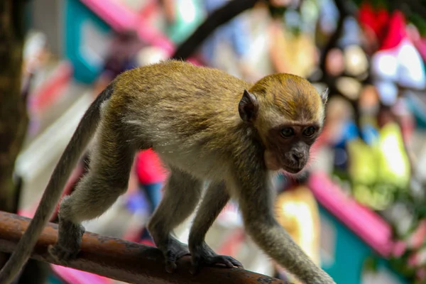 Singe Dans Temple Singe Galtaji Dans Ville Jaipur Inde — Photo