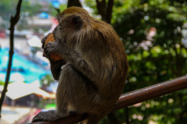 Singe Dans Temple Singe Galtaji Dans Ville Jaipur Inde — Photo