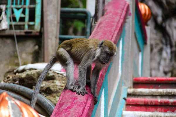 Małpa Świątyni Galtaji Monkey Mieście Jaipur Indie — Zdjęcie stockowe
