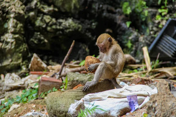 Petit Singe Mangeant Noix Coco Dans Jungle — Photo