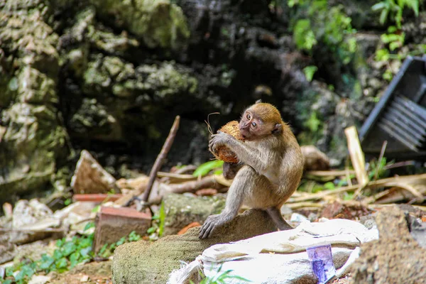 Pequeño Mono Comiendo Coco Selva — Foto de Stock