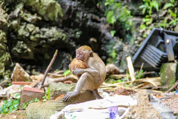 Petit Singe Mangeant Noix Coco Dans Jungle — Photo