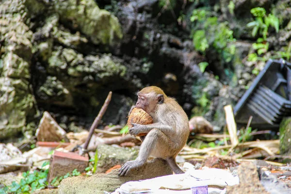 Petit Singe Mangeant Noix Coco Dans Jungle — Photo