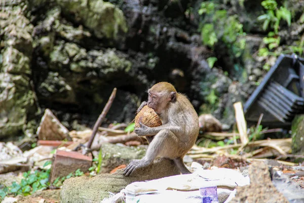 Petit Singe Mangeant Noix Coco Dans Jungle — Photo