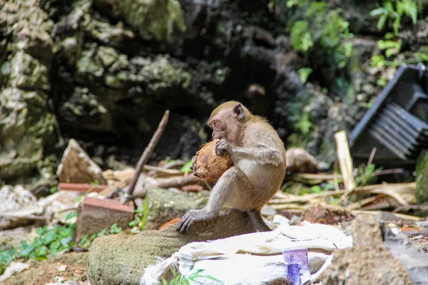 Petit Singe Mangeant Noix Coco Dans Jungle — Photo