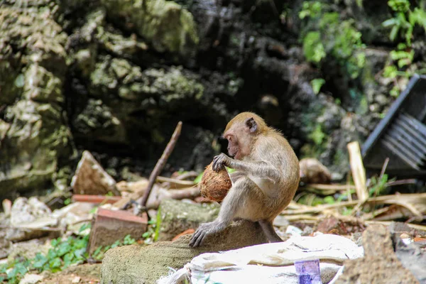 Mała Małpa Jedzenia Kokosowego Dżungli — Zdjęcie stockowe