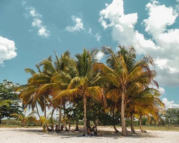 Φοίνικες Υδάτινα Νερά Και Παραλίες Λευκή Άμμο Στην Καραϊβική — Φωτογραφία Αρχείου