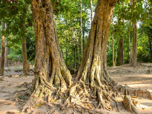 Árbol Banyan Templo Prohm Siem Reap Camboya —  Fotos de Stock