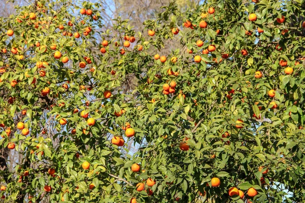 Bio Orangenbaum Cordoba Spanien — Stockfoto