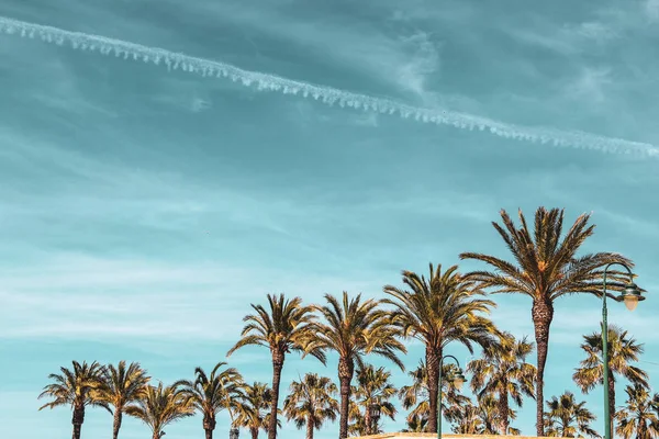 Piękne Niebo Palmami Cadiz Hiszpania — Zdjęcie stockowe