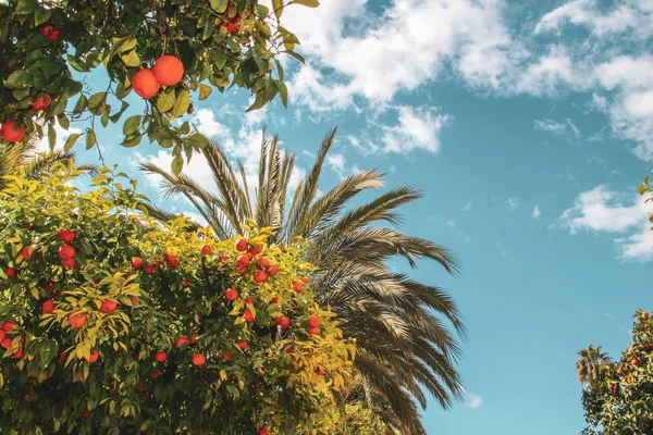 Organiczne Drzewo Pomarańczowe Kordobie Hiszpania — Zdjęcie stockowe