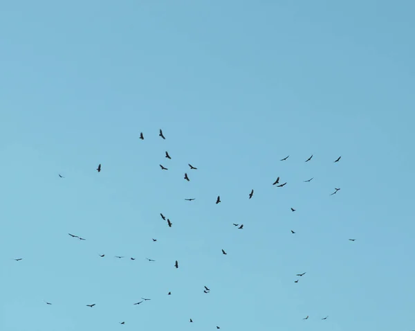 Måsarna Flyger Himlen — Stockfoto