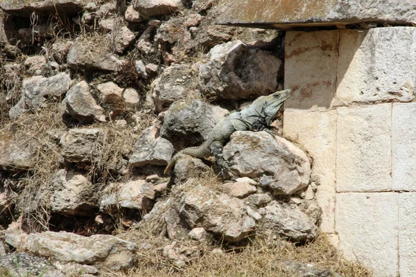 Руины Древнего Города Ушмаль — стоковое фото