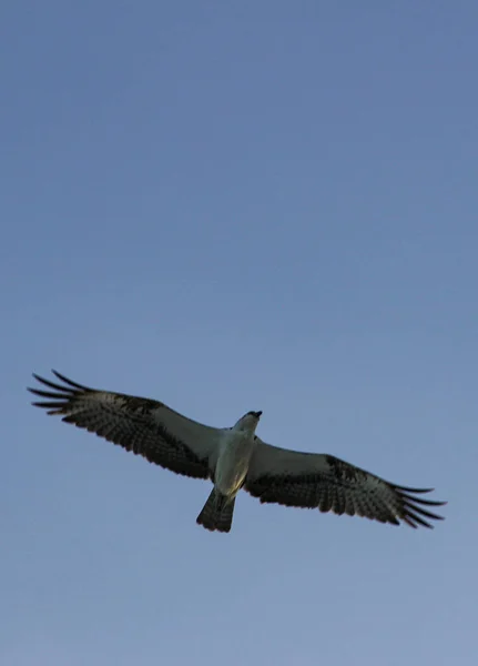 Karibisk Mås Flyga Fritt Himlen — Stockfoto