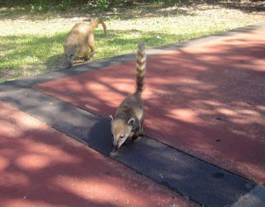 Güney Amerika Coati Iguazu Şelalesi'nde 