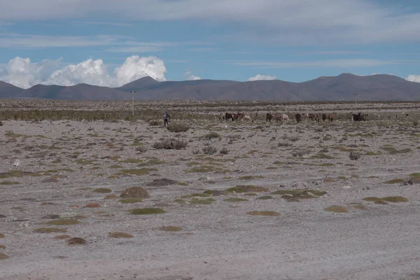 Llamas Poli Salar Uyuni Bolívii — Stock fotografie