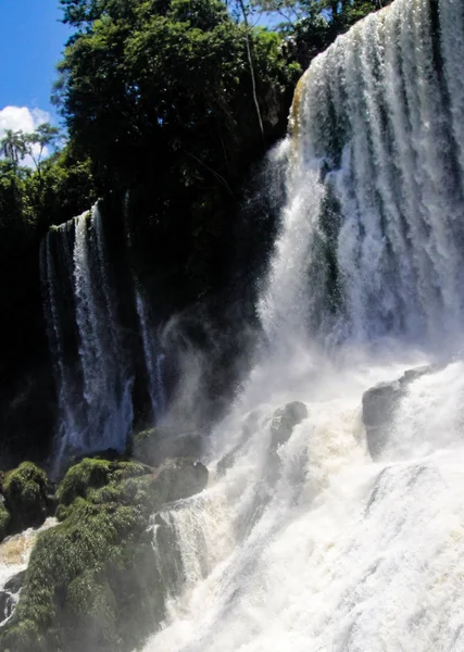 Zuid Amerikaanse Coati Bij Iguazu Watervallen — Stockfoto
