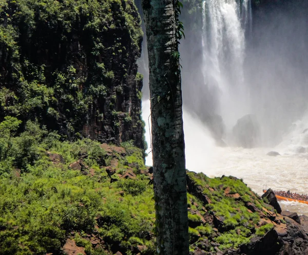 Dél Amerikai Coati Iguazu Vízesés — Stock Fotó