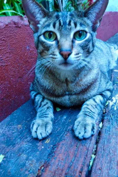 Gato Gris Con Ojo Verde Calle —  Fotos de Stock