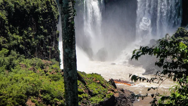 Dél Amerikai Coati Iguazu Vízesés — Stock Fotó