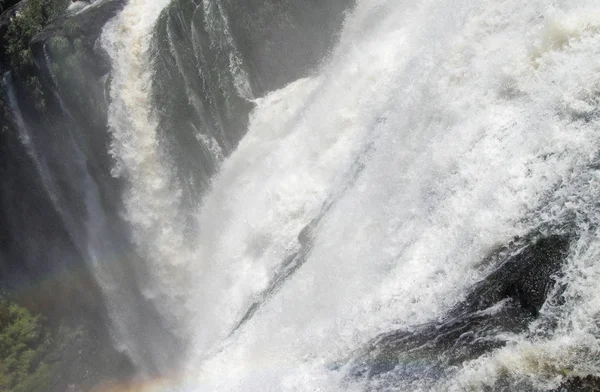 Південноамериканський Coati Водоспад Ігуасу — стокове фото