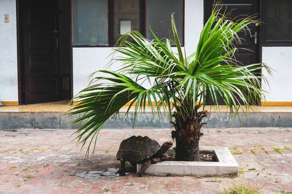 Tortue Géante Aldabra Promenant Dans Rue — Photo