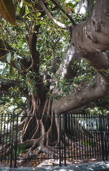 Parco Reale Vicino Plaza San Martin Buenos Aires — Foto Stock