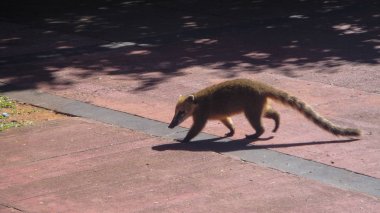 Güney Amerika Coati Iguazu Şelalesi'nde