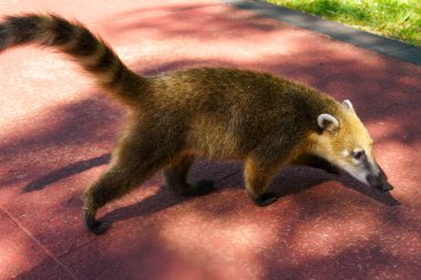 Arjantin'de Iguazu milli parkında Iguazu Falls küçük güney Amerika Coati