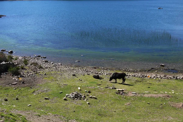 Kust Van Het Meer Van Titica Boliviaanse Zijde — Stockfoto